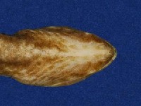 茶斑蛇藏品圖，第4張